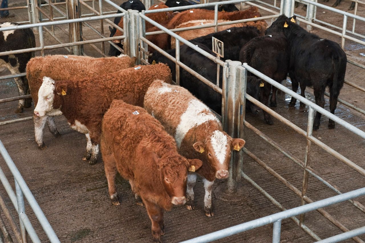 Only 1/3 of beef farmers make a profit - Teagasc