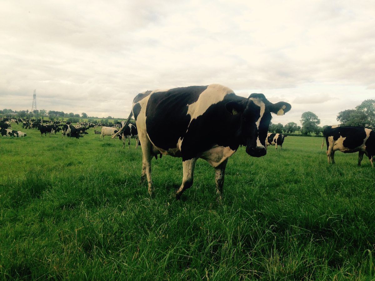Dutch dairy farmers paid more to produce milk from grazed grass