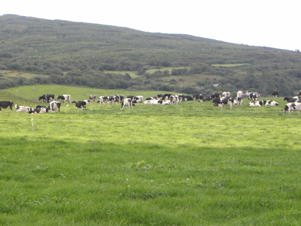 We did not pass on the full impact of dairy markets last year - Dairygold