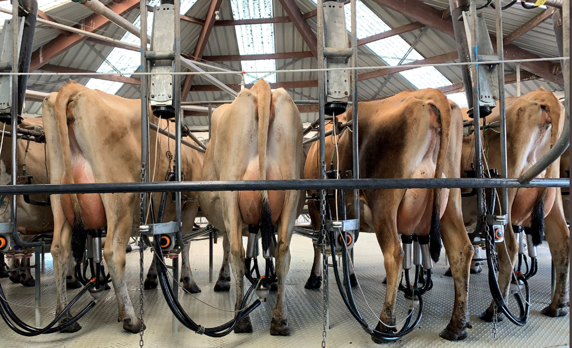 Fonterra to 'compensate' cyclone-hit farmers