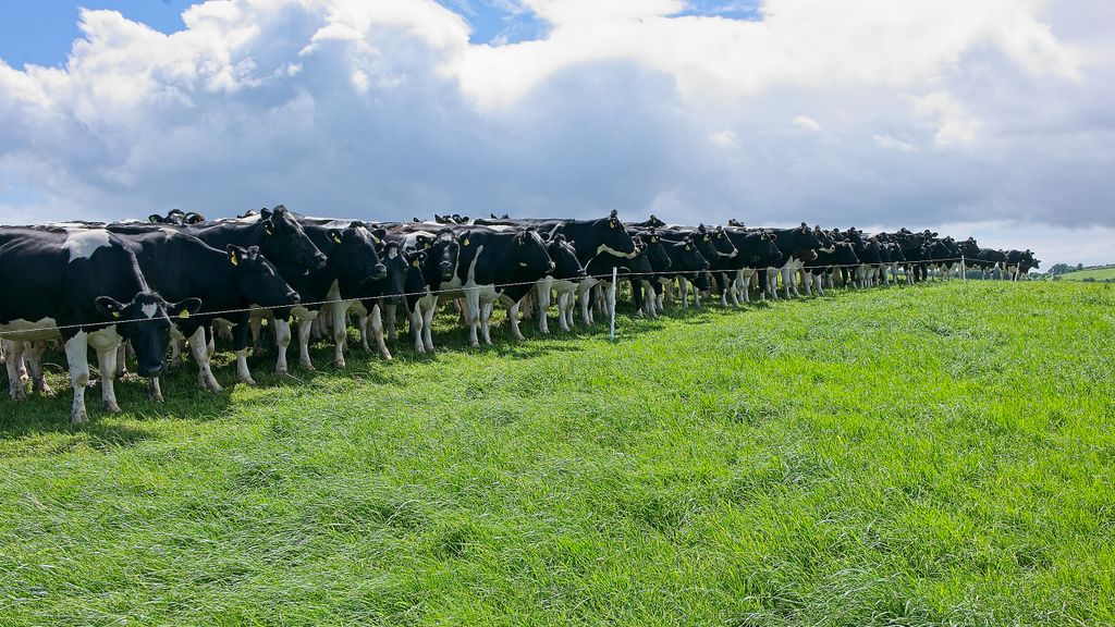 The Carrickshock herd