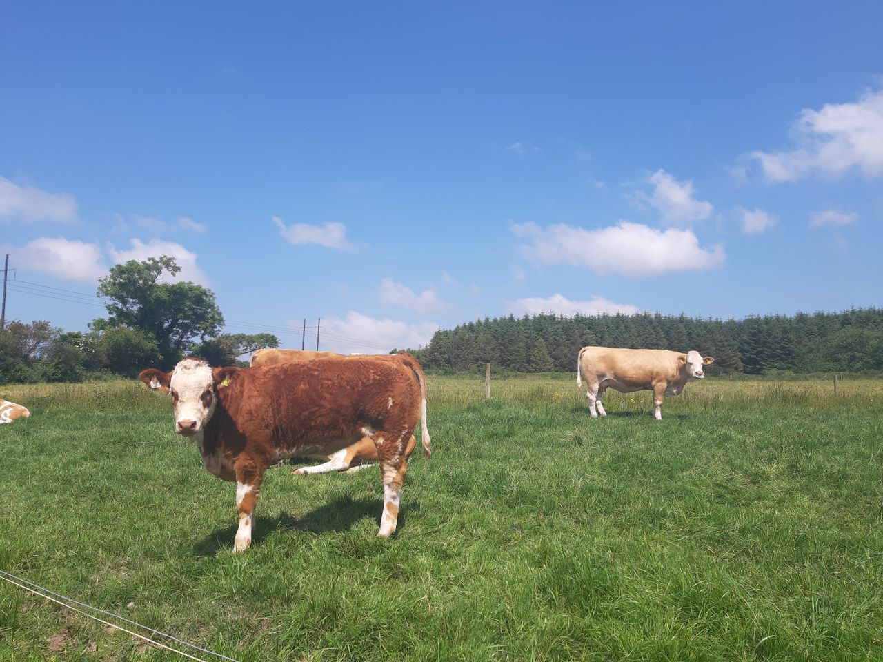 Met Éireann: Mainly dry with sunny spells this week