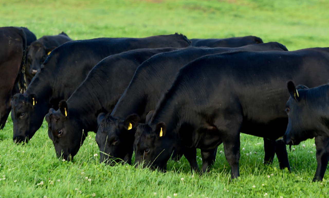 New appointments at Certified Irish Angus