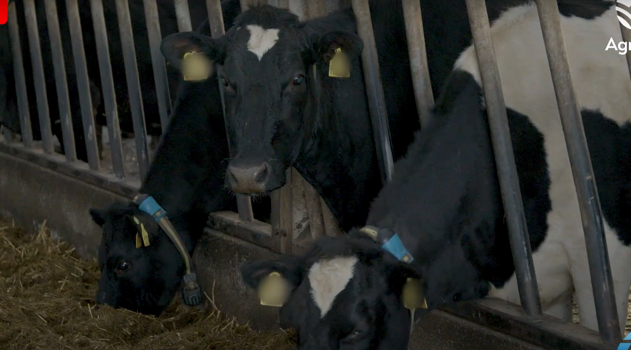 March Animal Health Series: The fertility fundamentals