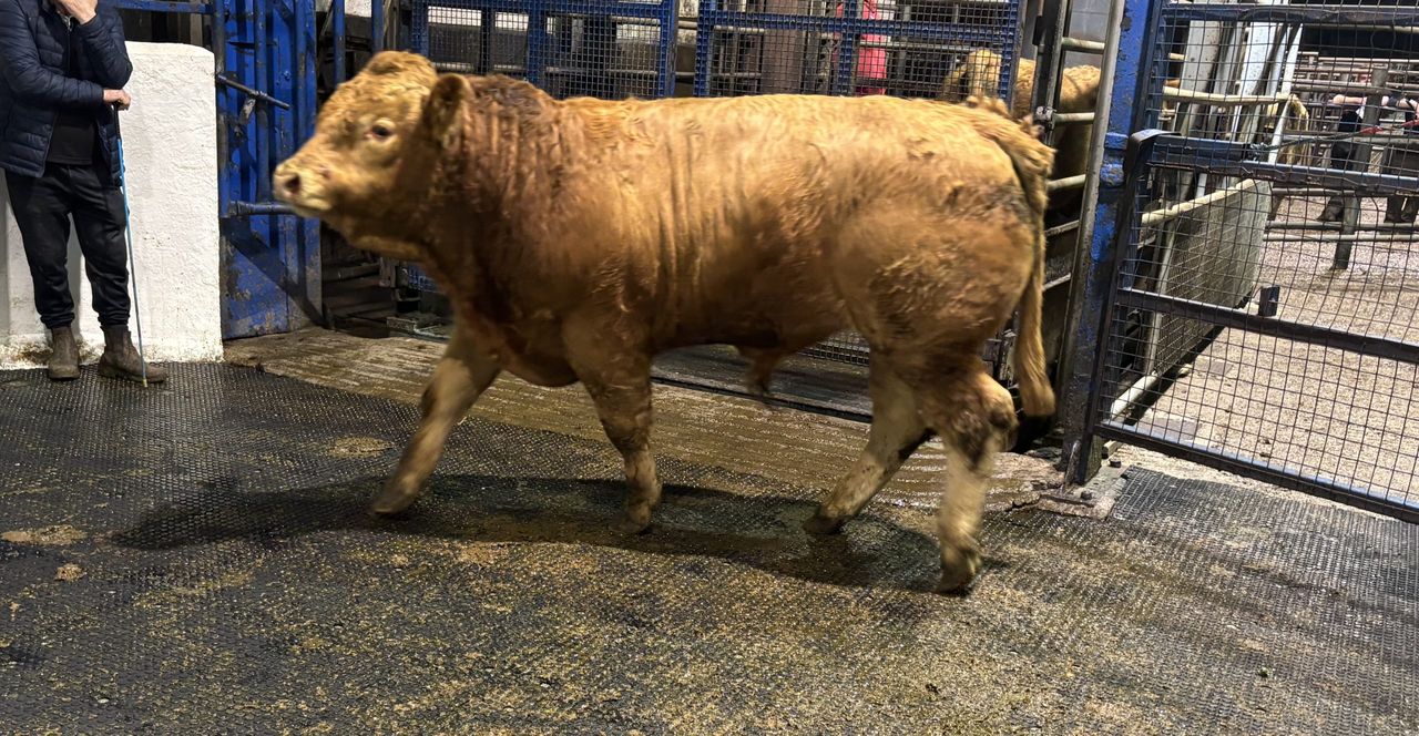 Mart report: Weanlings under 450kg rise by €30-€40/head at Ennis sale