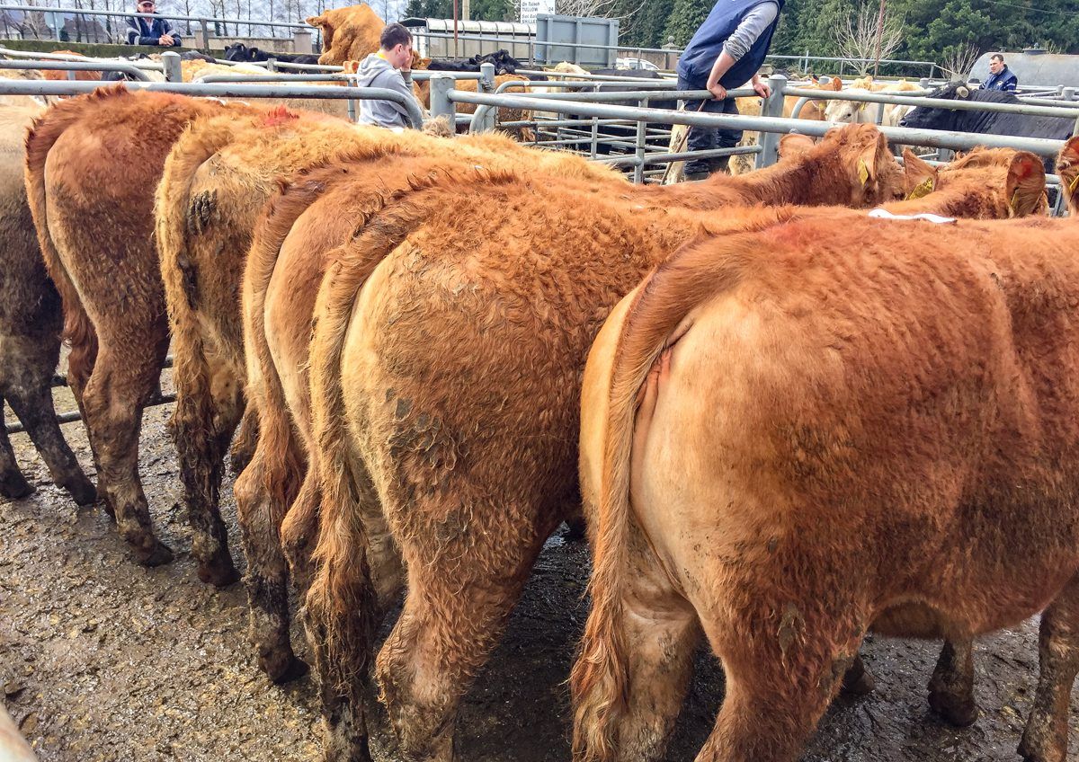 Pics and prices: Grass buyers, agents and exporters drive trade at Carnew Mart