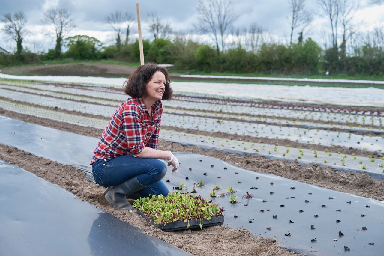 20 years of growing at Beechlawn Organic Farm
