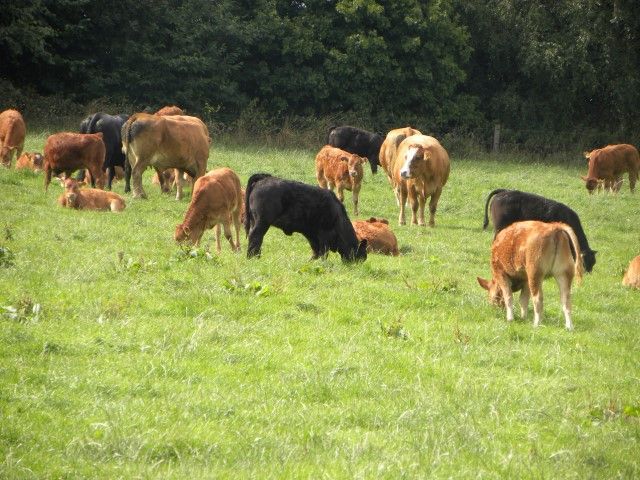 Stolen Cattle returned to Tipp farmer