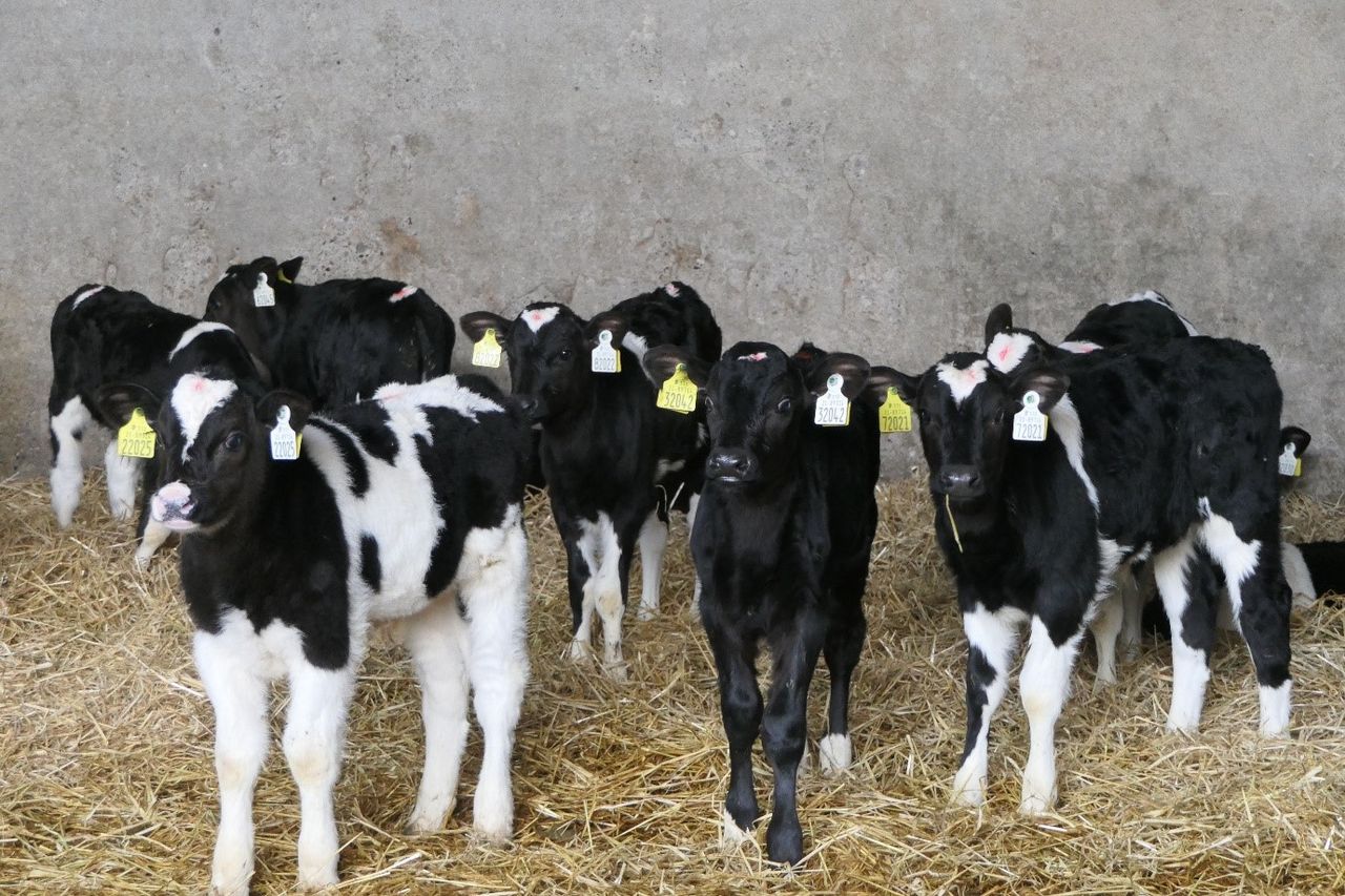 Dairy advice: Minimising abomasal bloat in calves