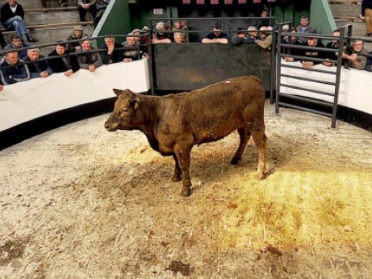 Portlaoise Livestock Mart enters new chapter