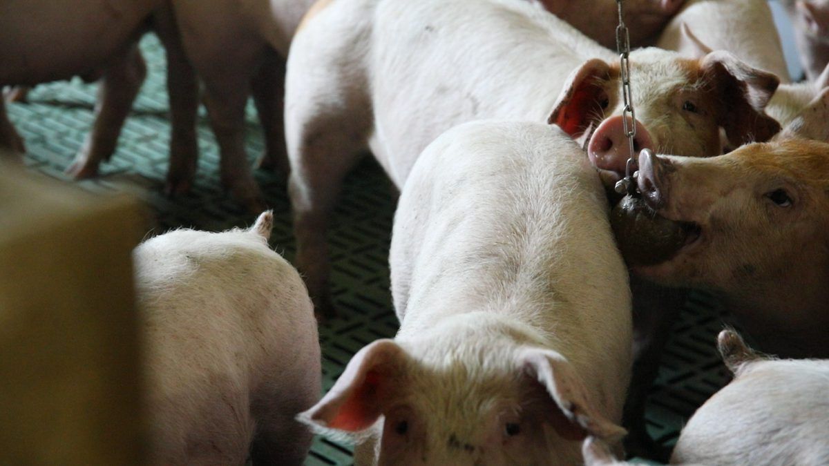 Polish authorities confirm ASF on 8,000-head pig farm