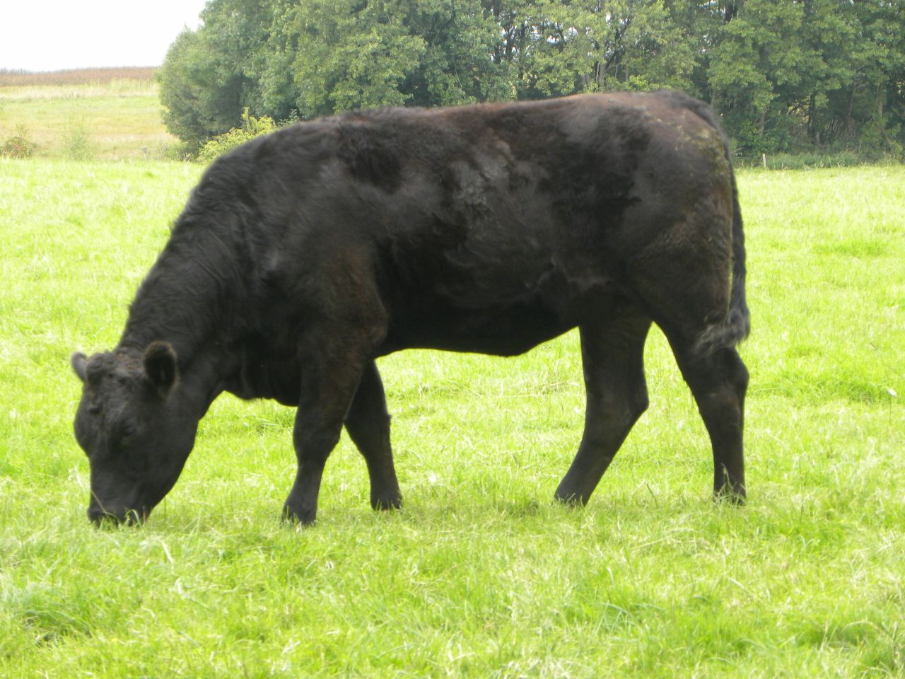 Beef kill falls further - almost 45,000 behind 2014 levels