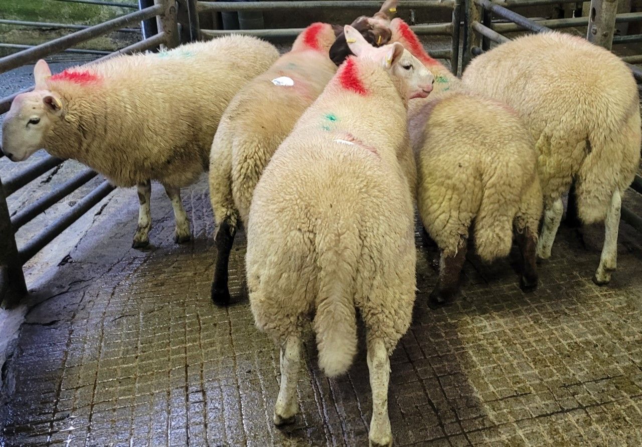 Finished lambs up €5/head at Baltinglass Mart