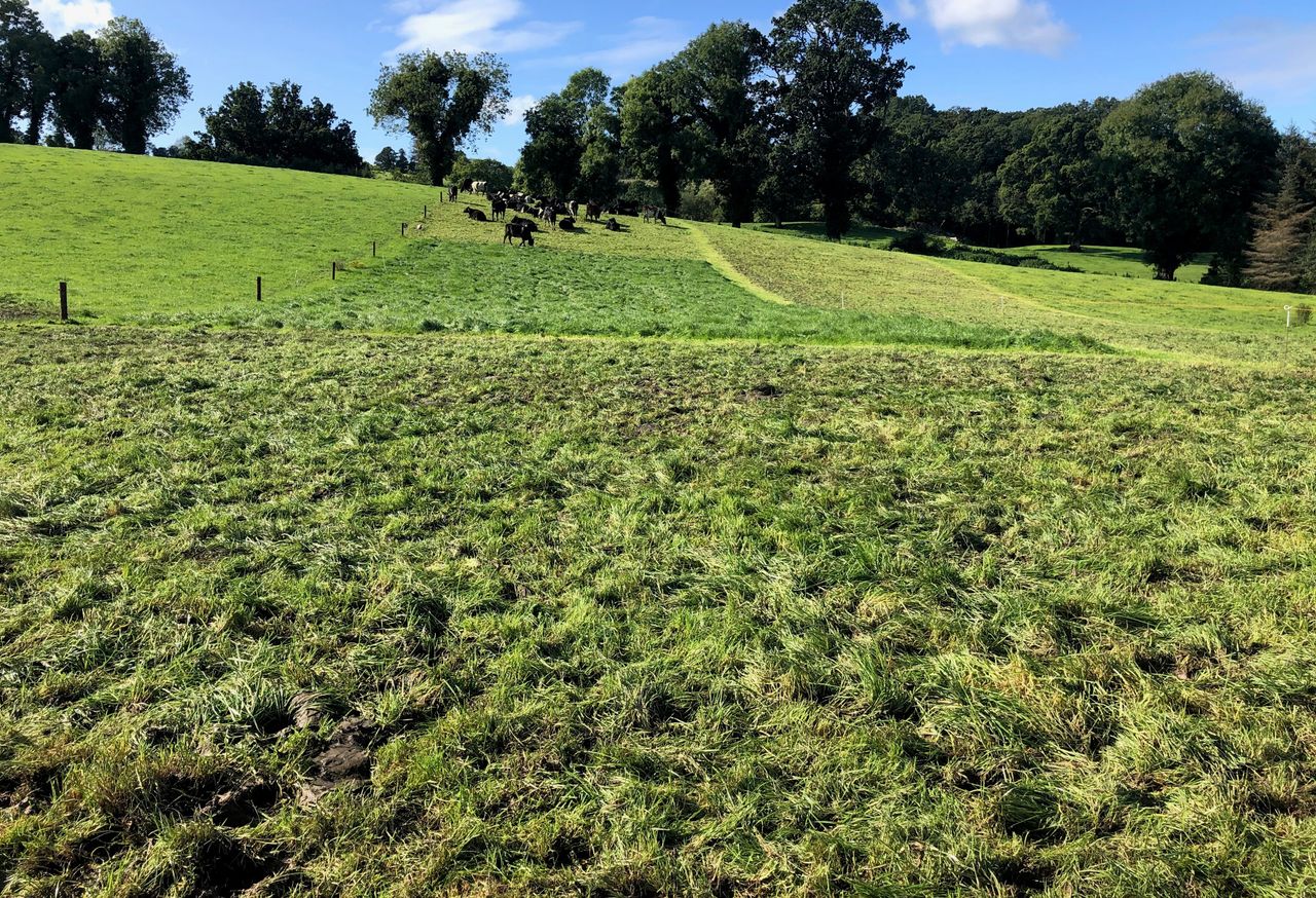 Grass growth: Aprils showers are messing up grazing plans