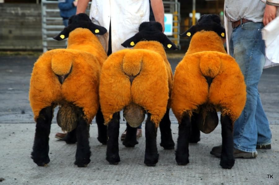 160 rams entered for Suffolk Premier Show and Sale