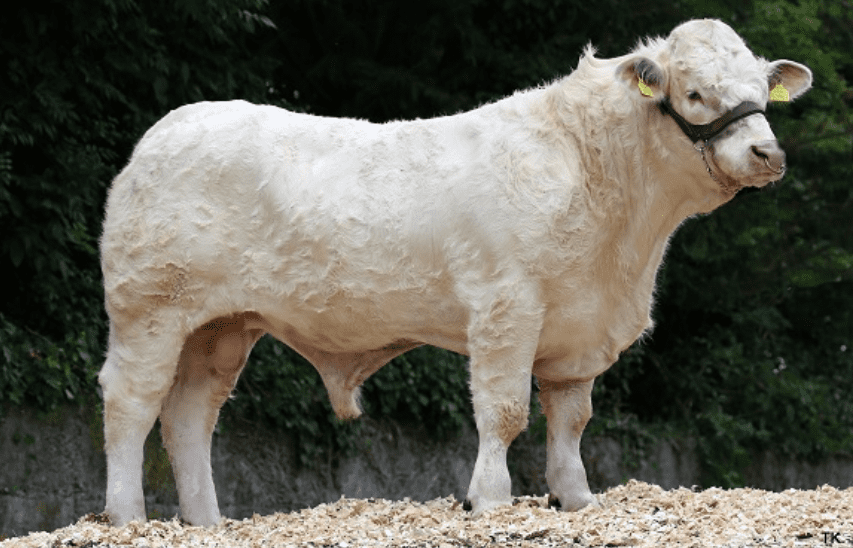 4 Gene Ireland beef bulls on the market