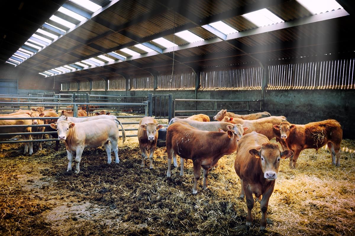 Cattle prices increase in the UK (prices up almost 20c/kg since March)