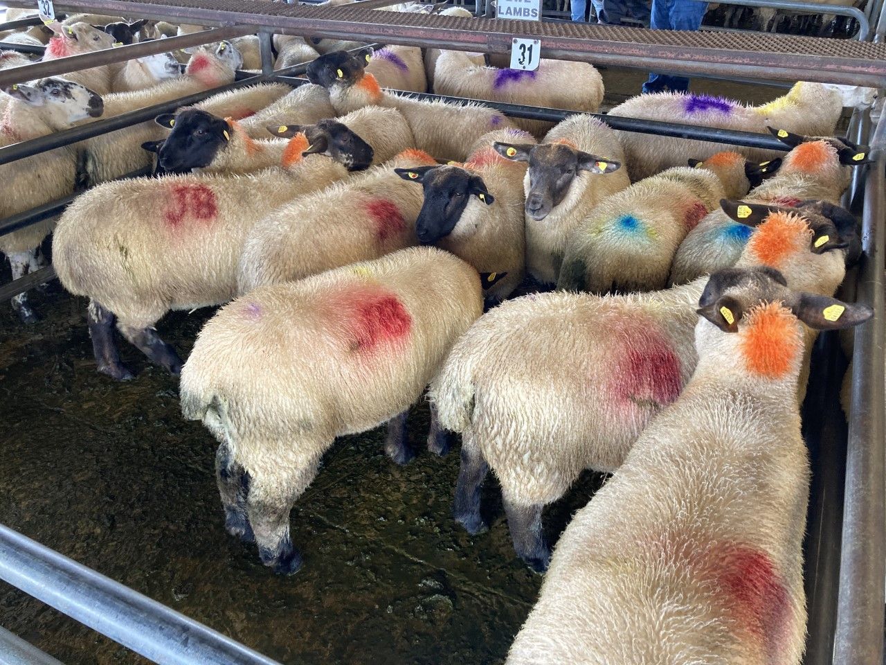 Sheep marts: Farmer interest in stores and ewe lambs 'hots up'