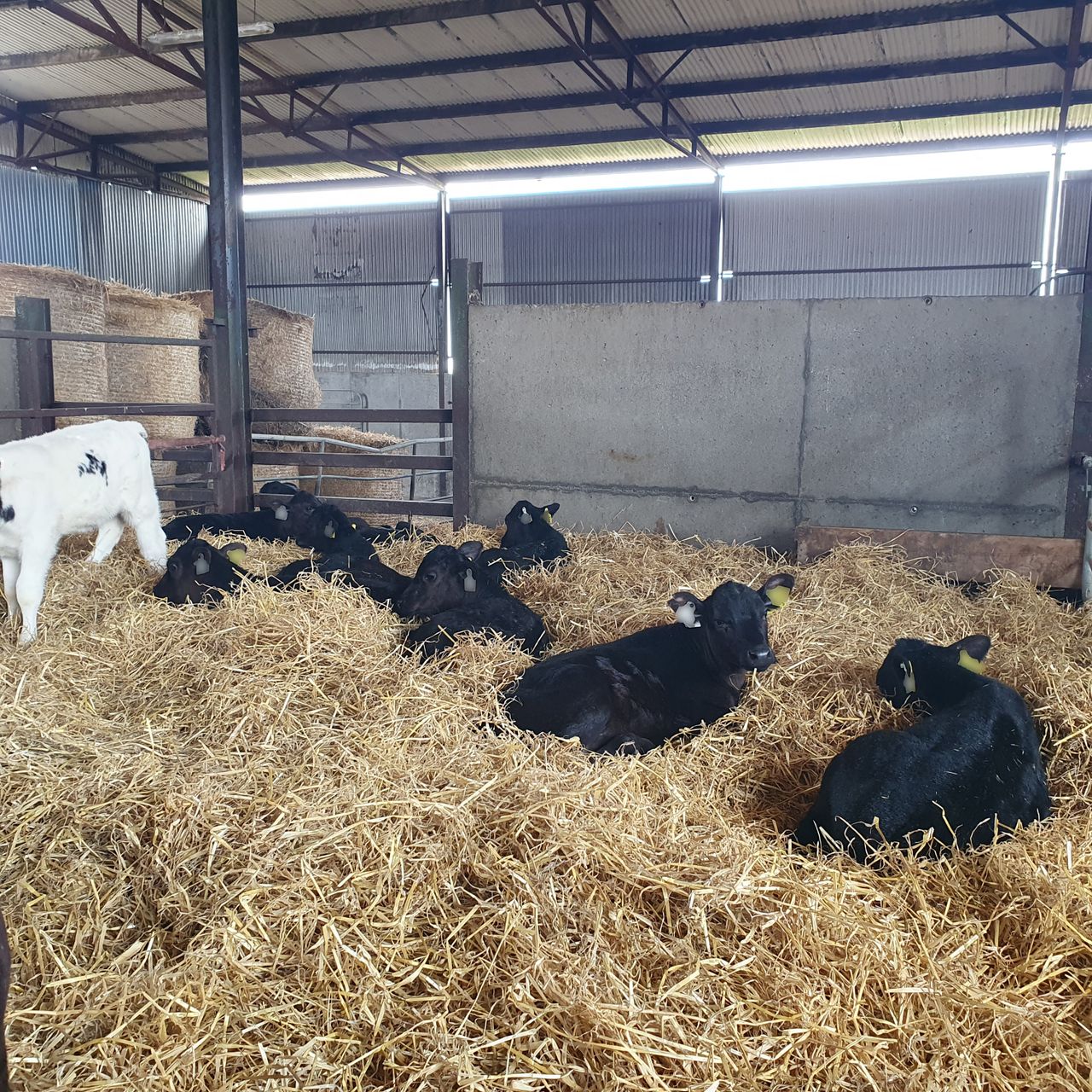 Autumn calving: Managing calves over Christmas