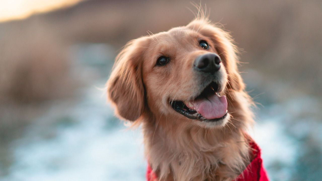 Minister reveals steps being taken to enhance dog control