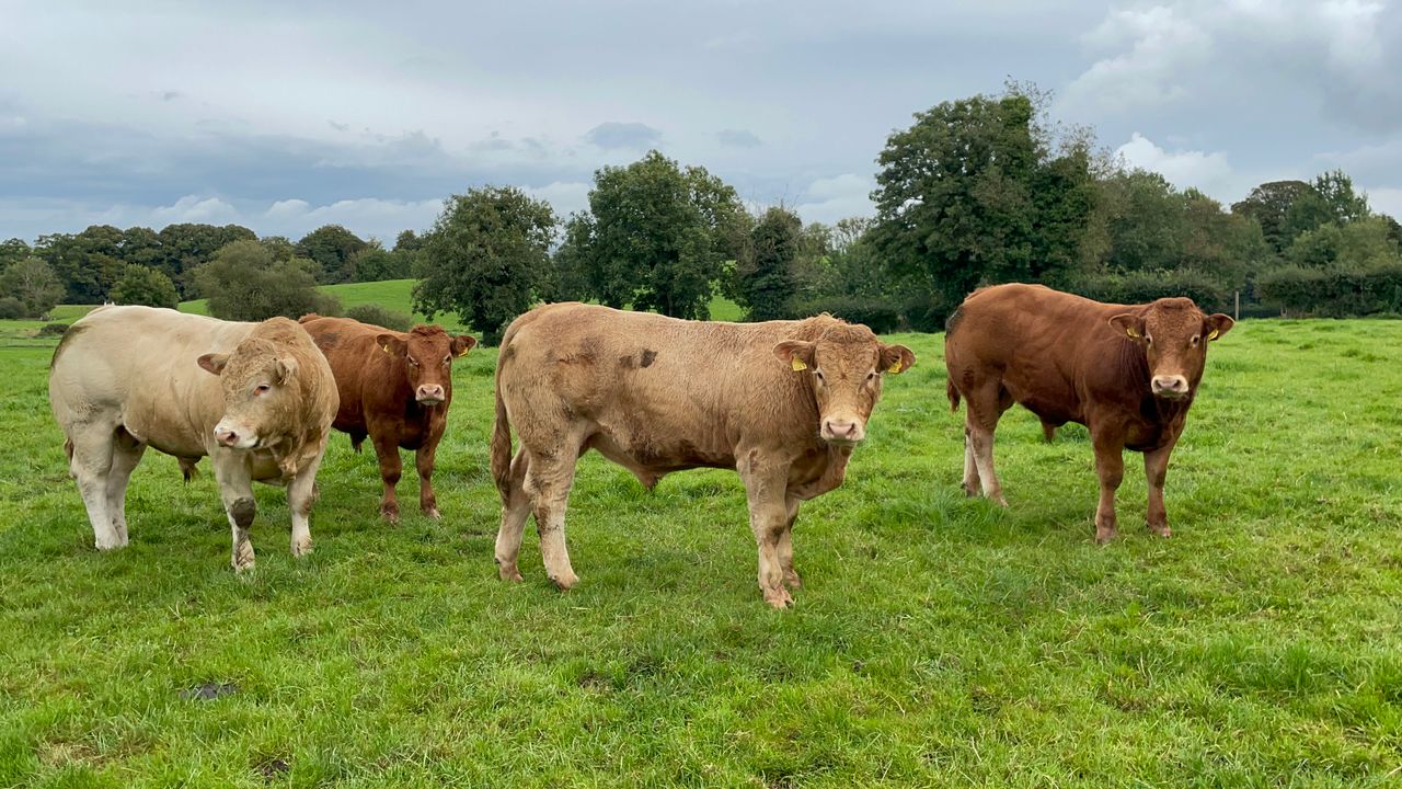 Factory quotes: How are beef prices looking this week?