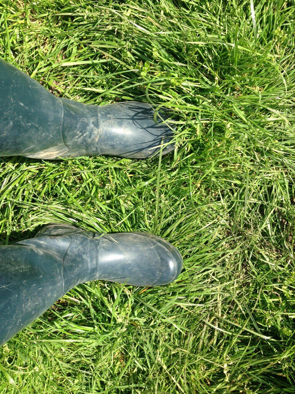My second-cut fields are deteriorating - what should I do?