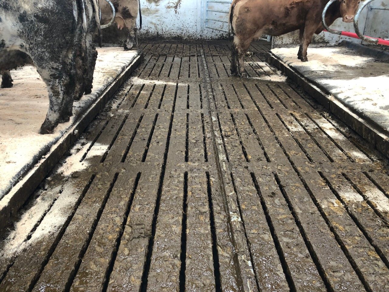 HSA issues safety alert following fatal accident on a farm involving slats