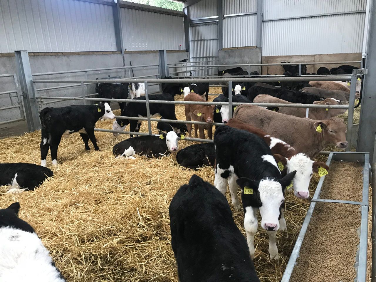 Teagasc and Dawn Meats embark on dairy-beef breeding initiative