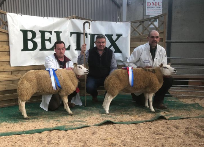 Belgian Beltex Breeders' Society holds show and sale