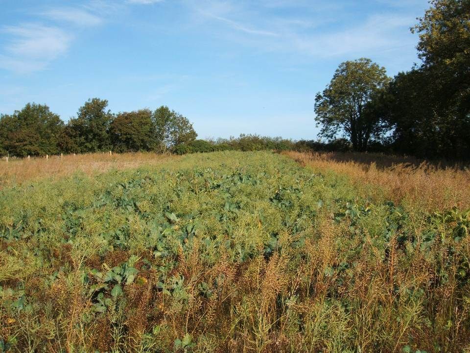 Letter to the editor: In a pandemic is sowing cover crops 'essential'...or is it 'for the birds'?