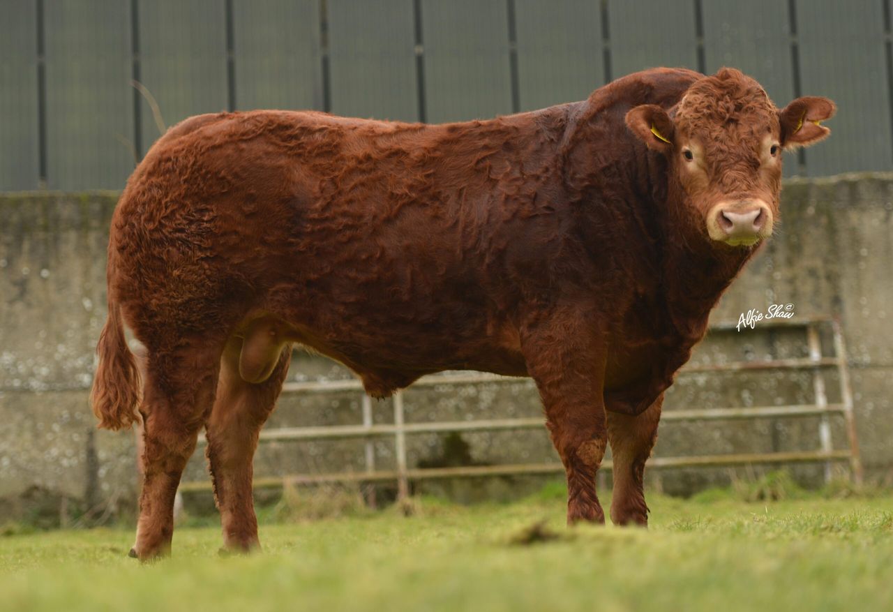 ICBF announces details of 20 new Gene Ireland bulls