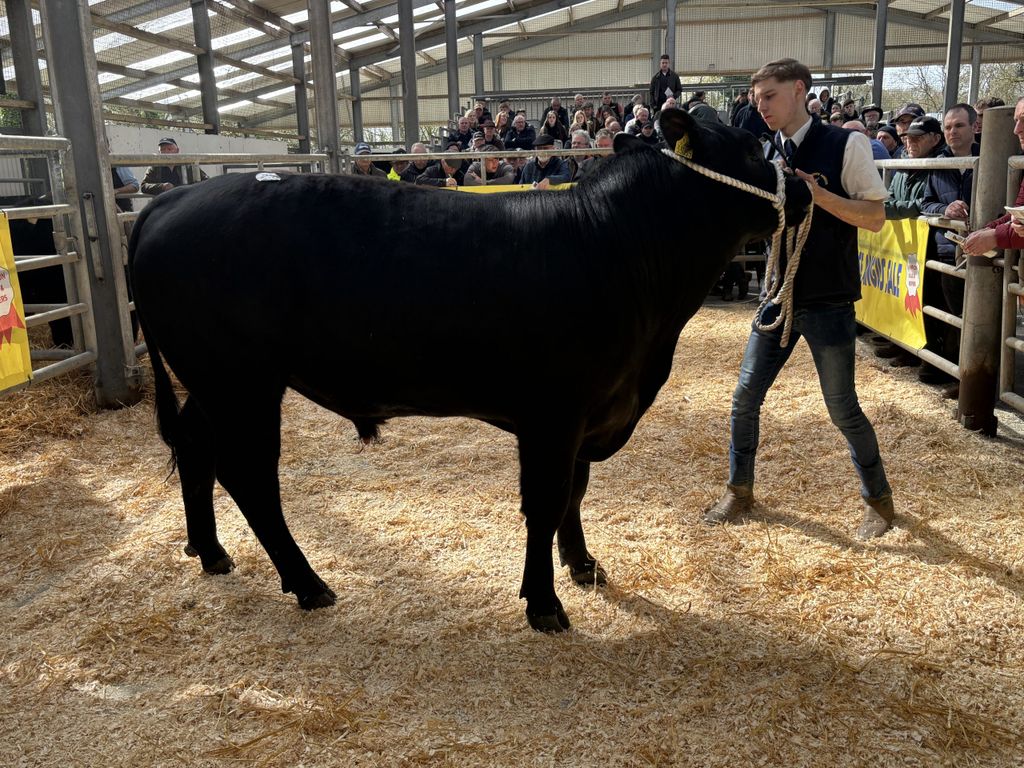 Gigginstown Elvis sold for €6,100