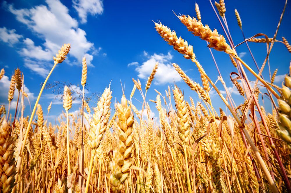 GMOs are being authorised in the EU without Member State support - MEPs