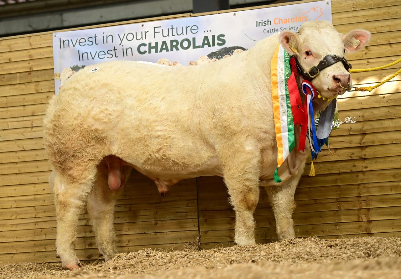 Charolais bulls set new record average sale price at society sale