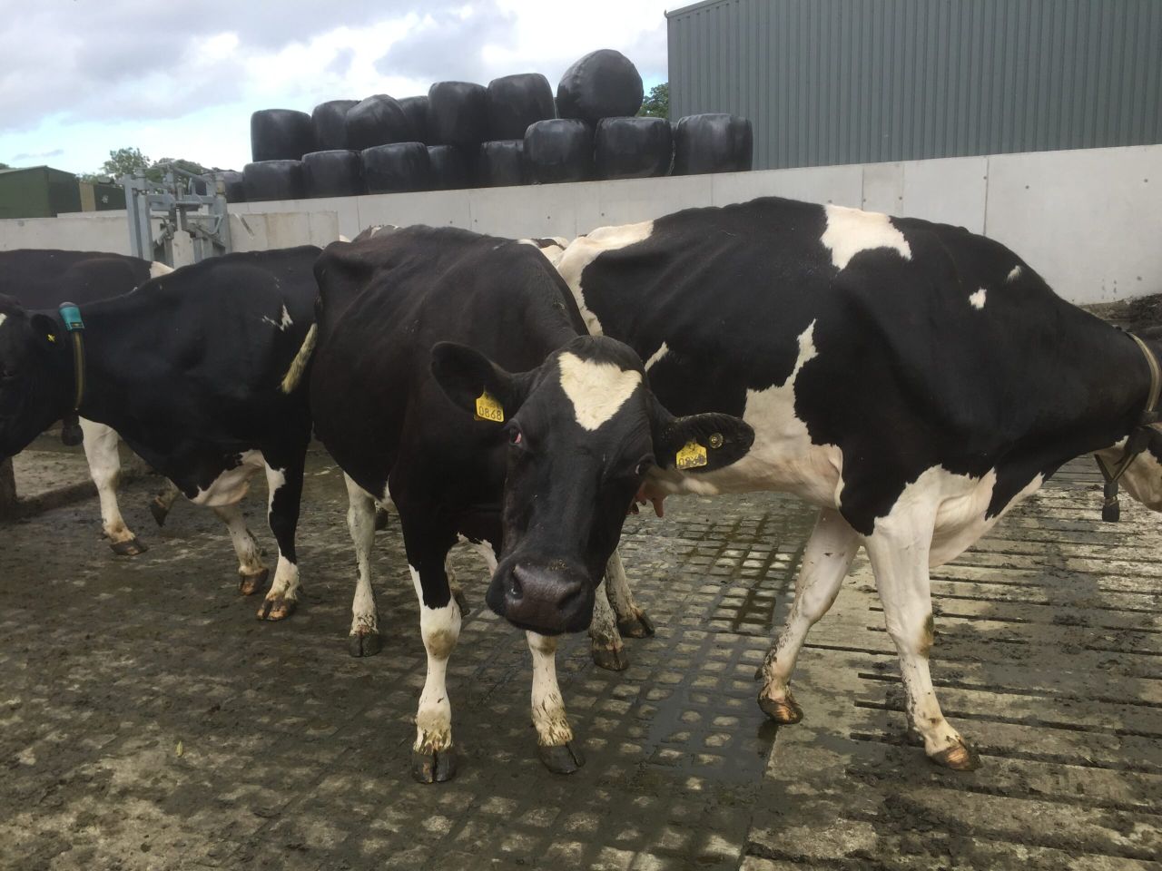 EBI value set to change - What does this mean for your herd?