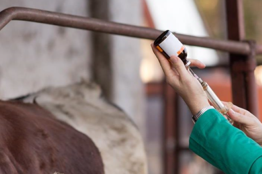 Concerns over availability of teaching staff for new vet school