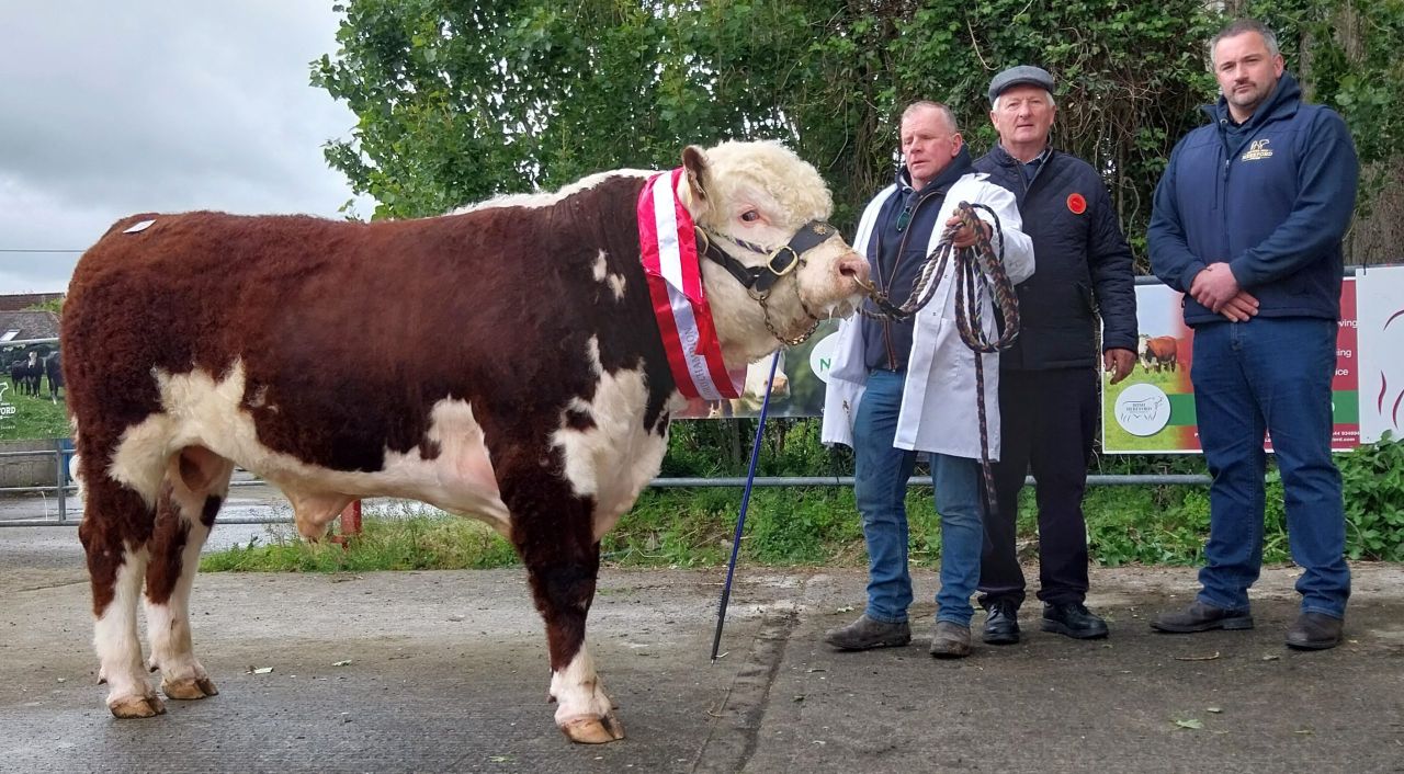 Cavan and Roscommon bulls reach €5,000 at Nenagh Hereford sale