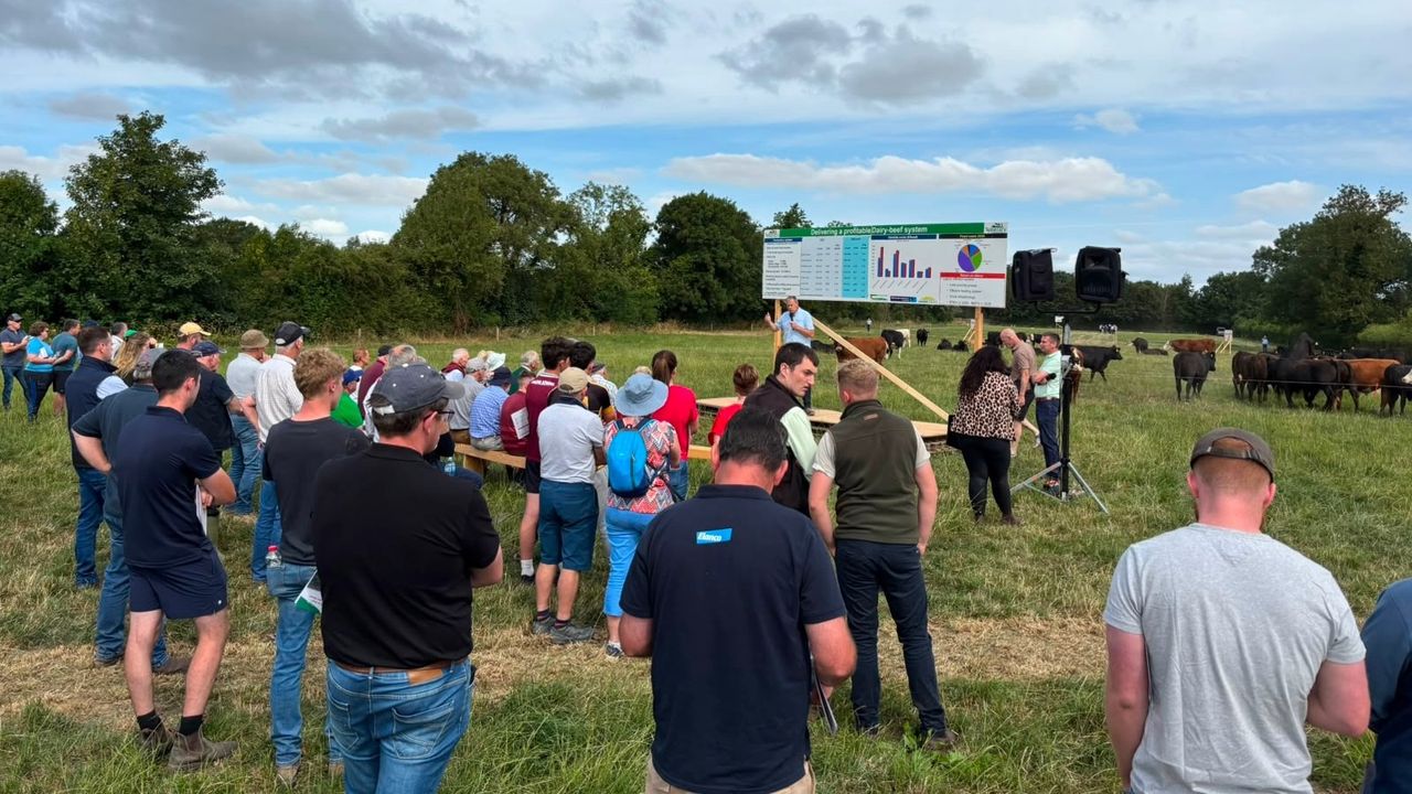 Tipp calf-to-beef farm aiming to produce over 1t beef/ha