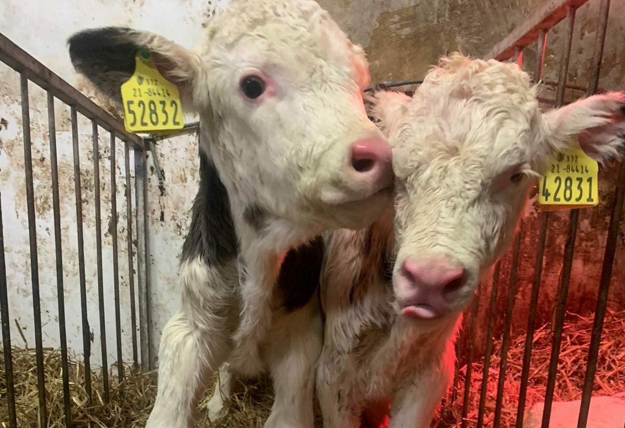 Watch: Different breed twins born to same cow on Galway dairy farm