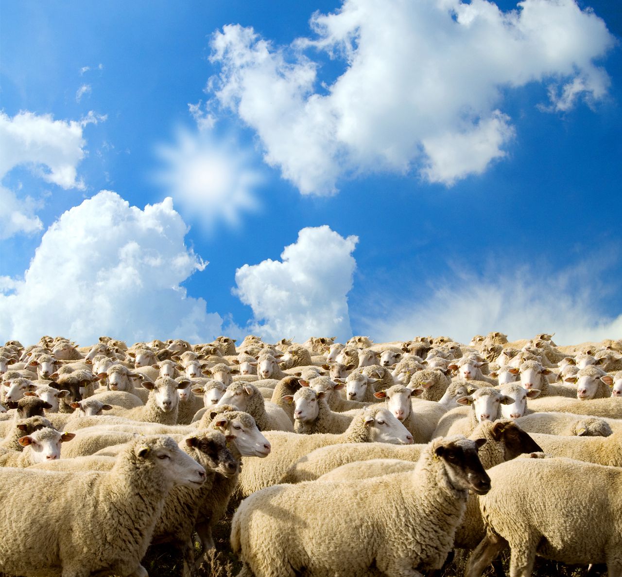 Tight sheep supplies at factories sees price uplift