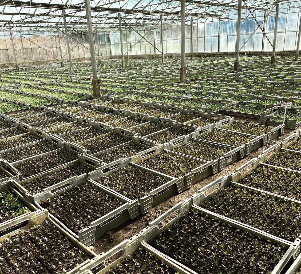 Horticulture funding will ensure 'short-term security' of growers