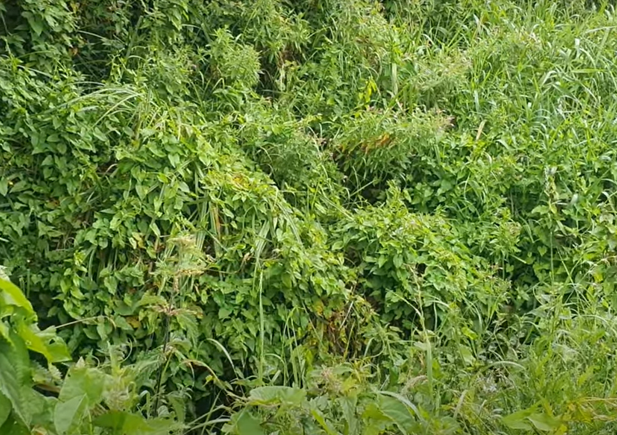 Bord na Móna to meet Roscommon farmers over rewetting concerns