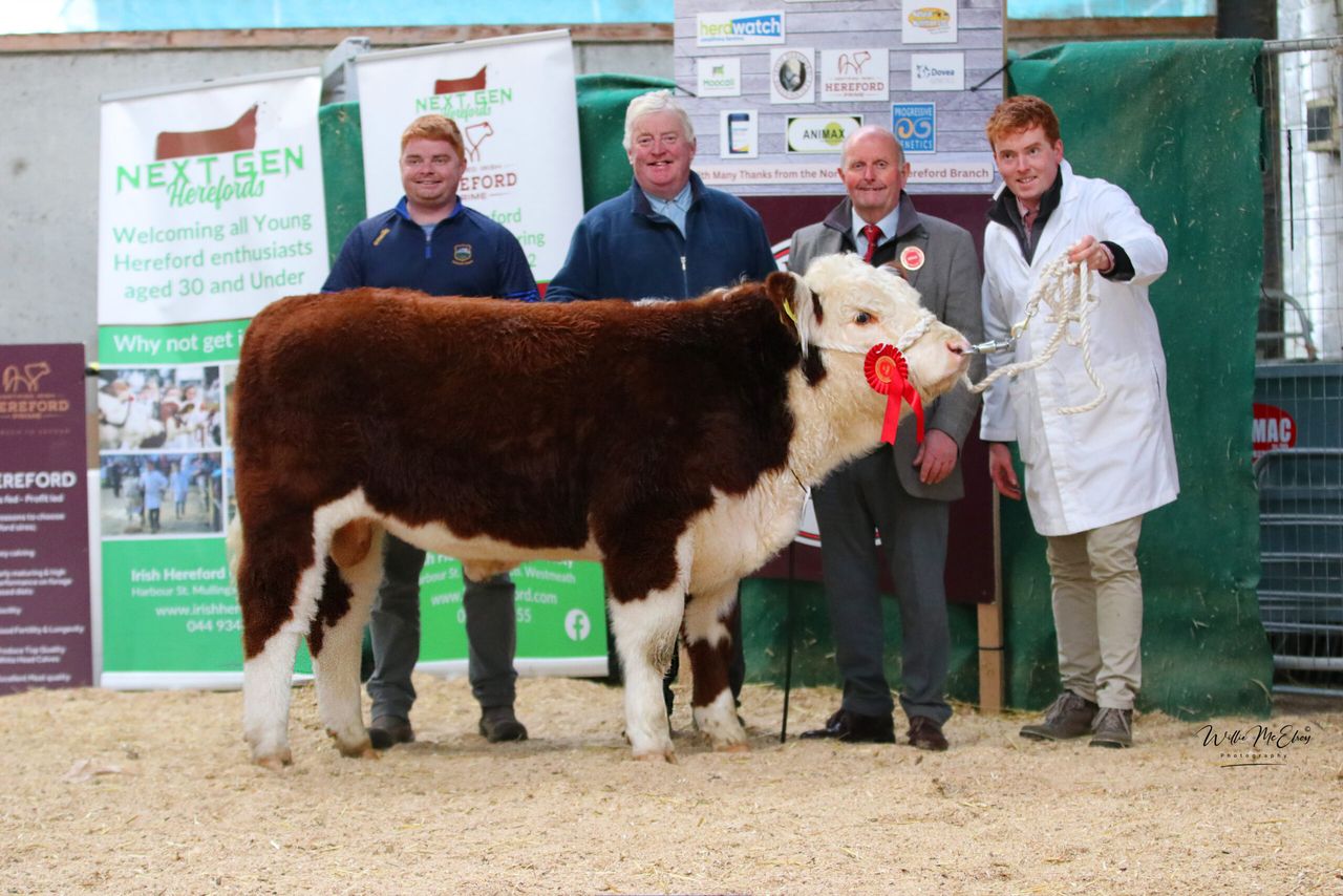 Results: National Hereford Calf Show at Tullamore Mart