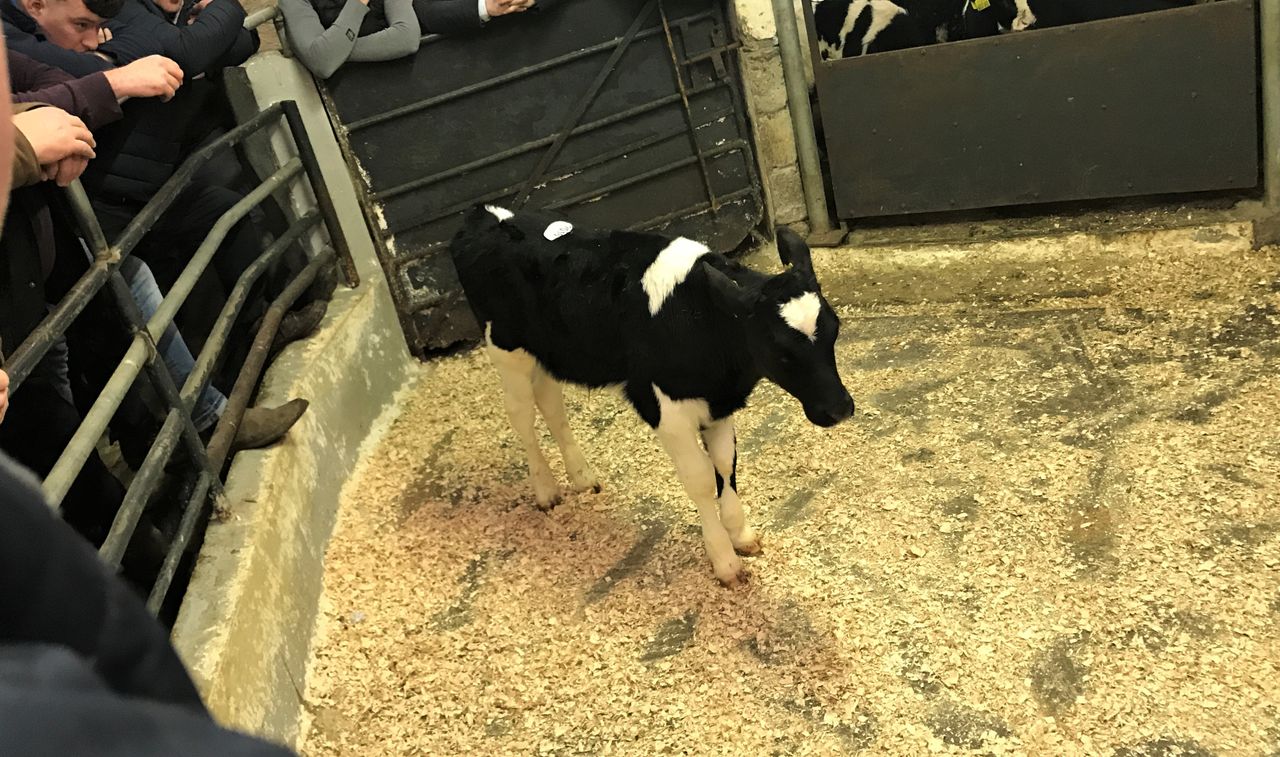 Calf trade: Improvement in Friesian bull calf prices