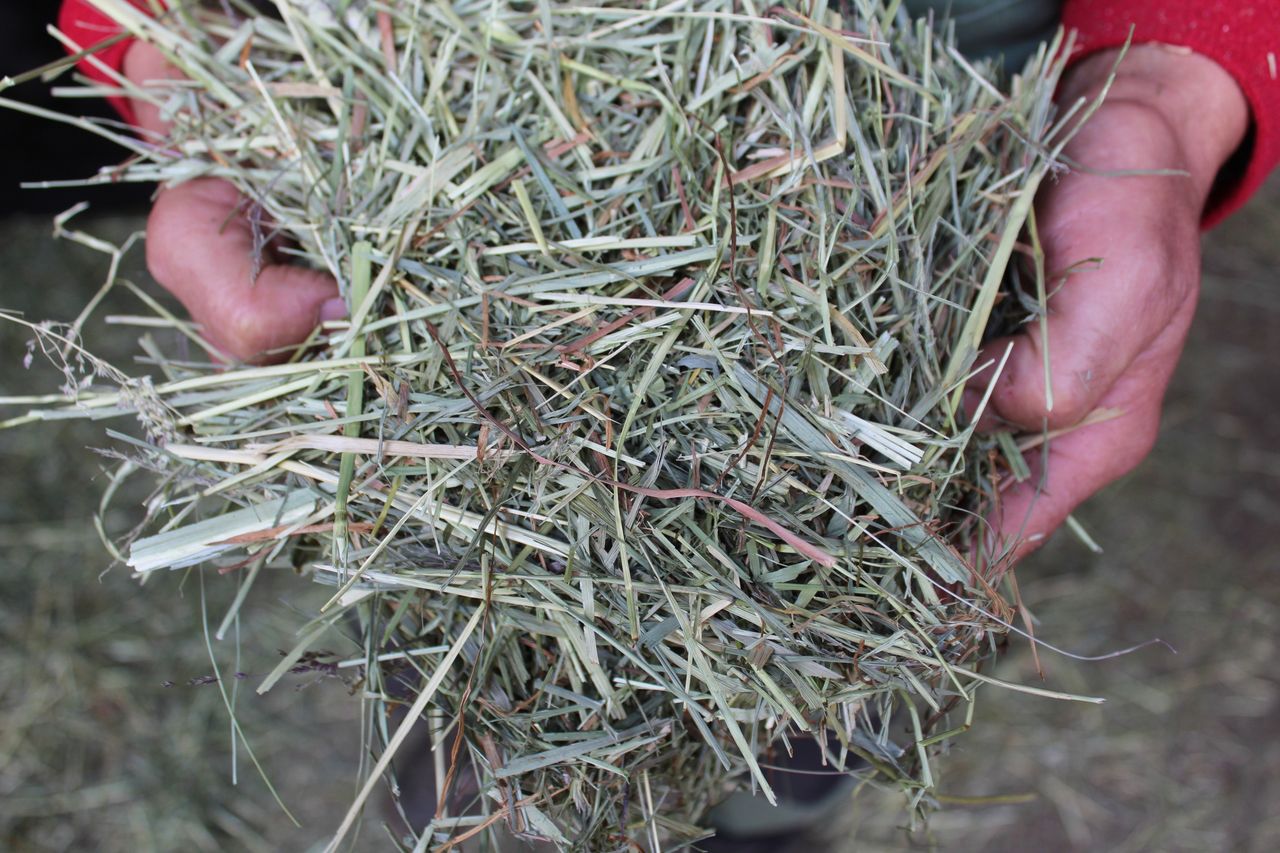 What do your calves need for rumen development?