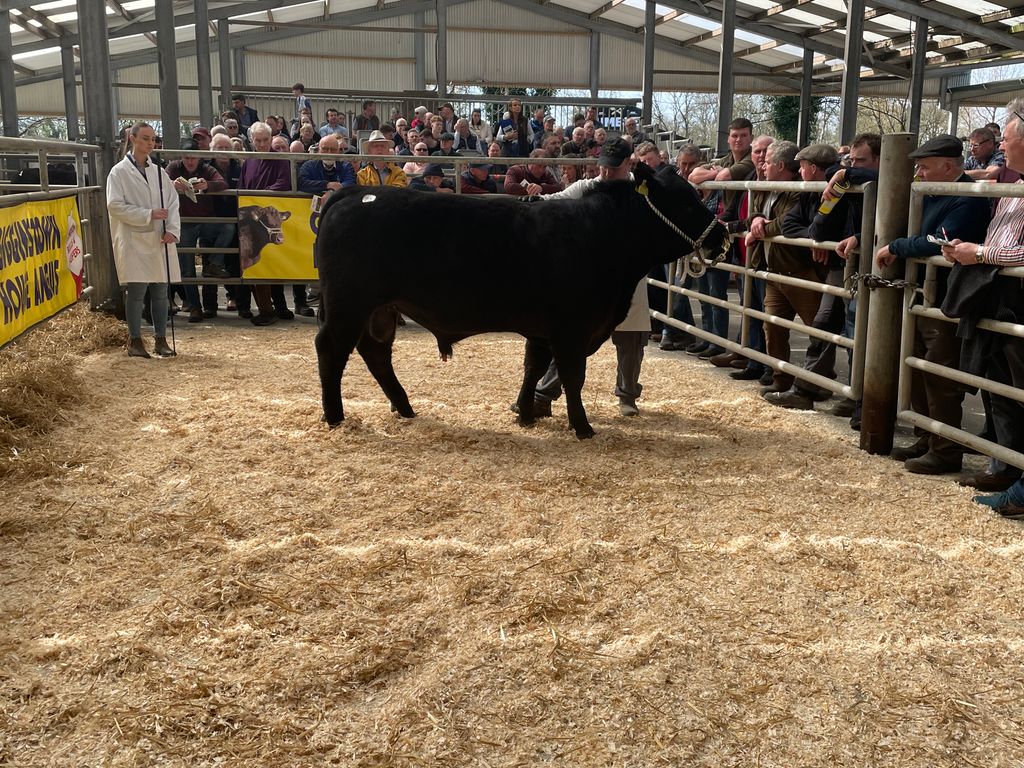 Gigginstown Pirate Boss Y618 selling for €7,000