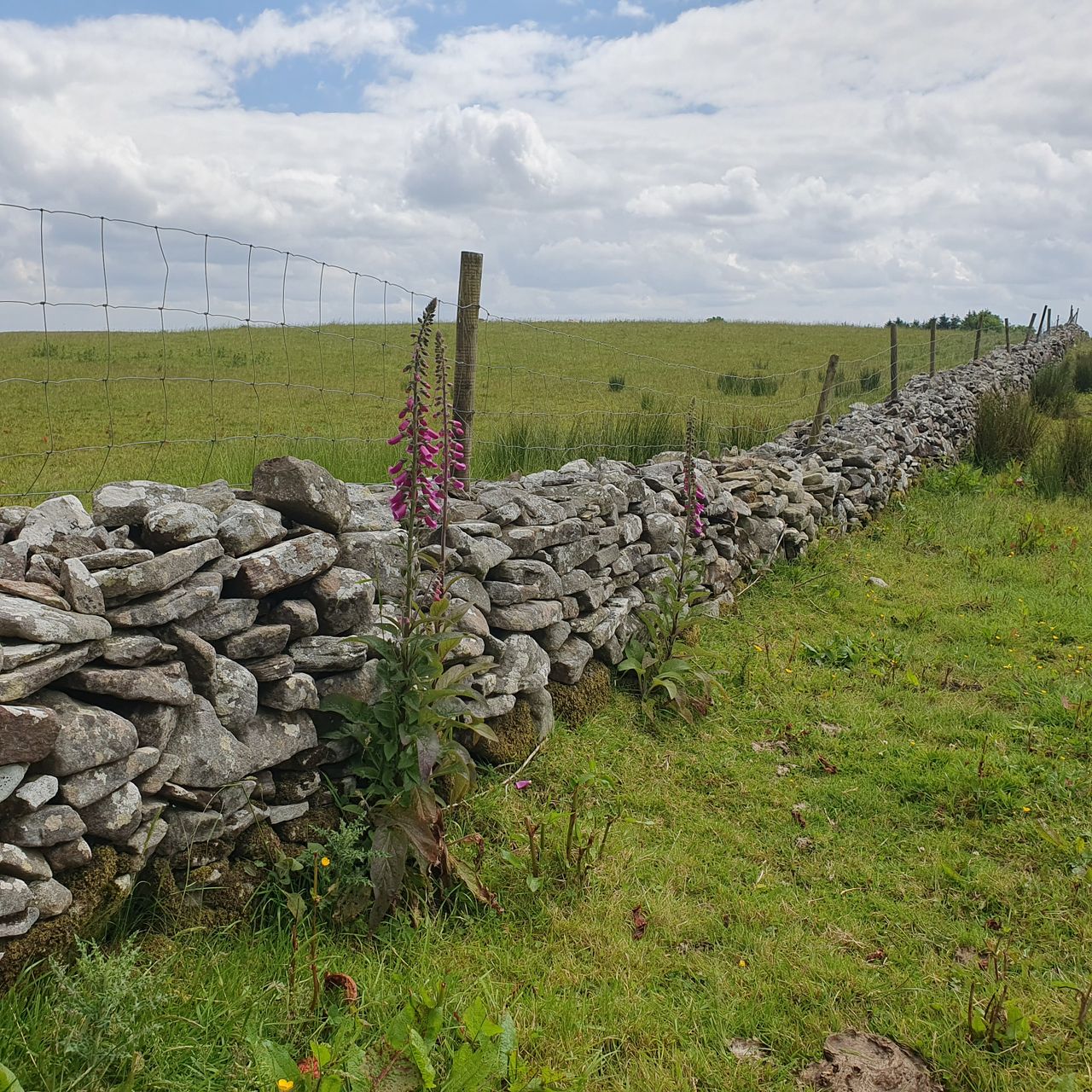 Farmer reports missing sheep on private mountain for second time