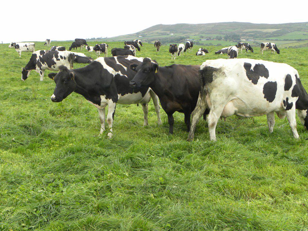 Dairy advice: Utilising more grass on our farms this spring