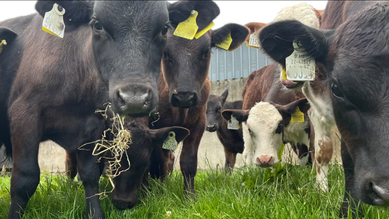 Clostridial diseases on beef farms: Advice on risks and prevention