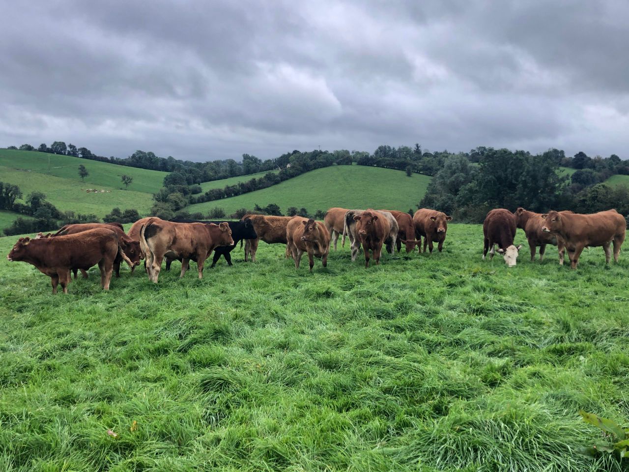 Weather suits suckler farmers for weaning calves outdoors